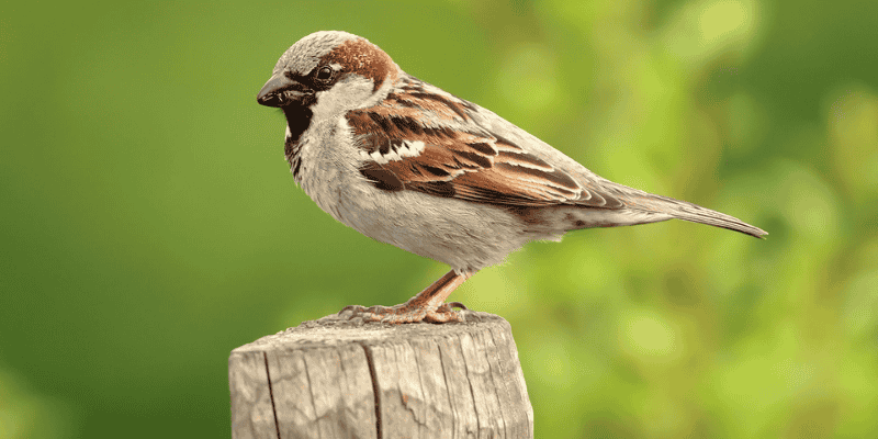 Đánh giá giấc mơ qua đa góc nhìn khác biệt