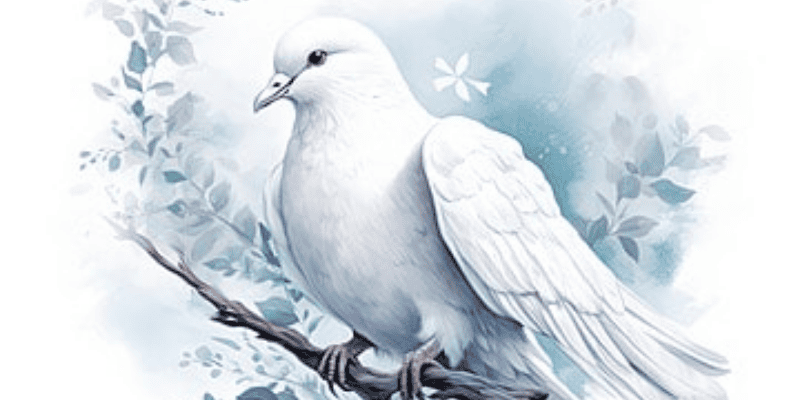Giải mã con số may mắn gắn với hình ảnh chim bồ câu