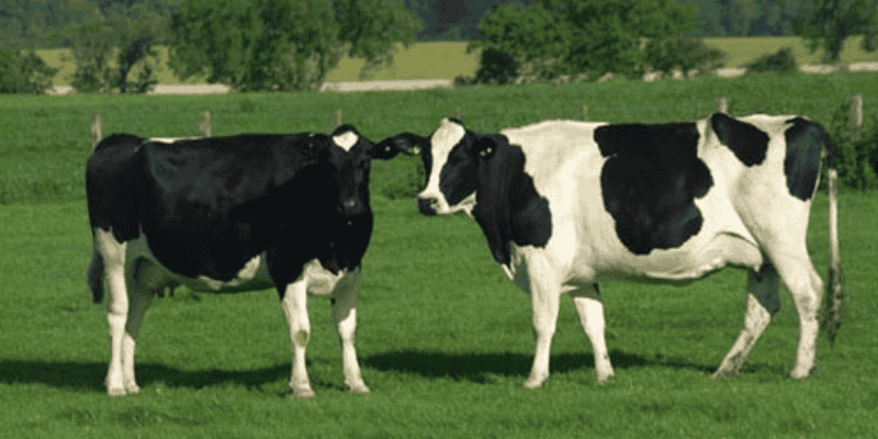 Giải mã điềm báo tốt xấu khi mơ thấy bò sữa