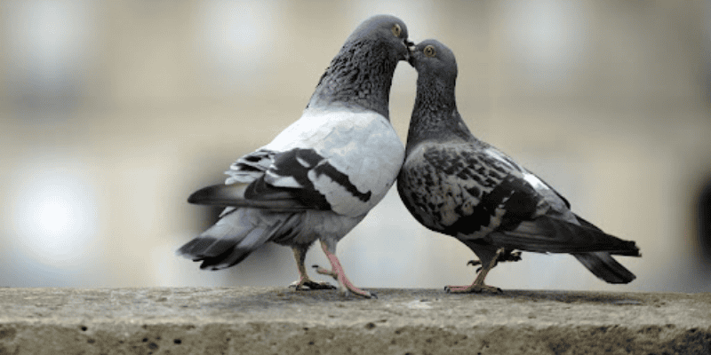 Khám phá đa góc nhìn về giấc mơ thấy chim bồ câu