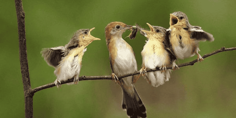 Luận giải con số tài lộc cho giấc mơ thấy chim sẻ