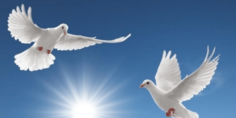 Luận giải điềm báo tốt xấu khi mơ thấy chim bồ câu