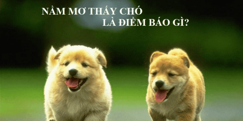 Giải đáp chi tiết về điềm báo khi mơ thấy chó