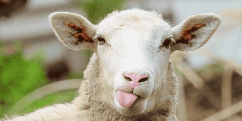 Những biện pháp hoá giải điềm báo xấu