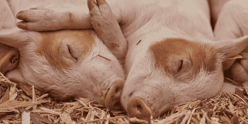 Giải đáp chi tiết điềm báo khi mơ thấy heo