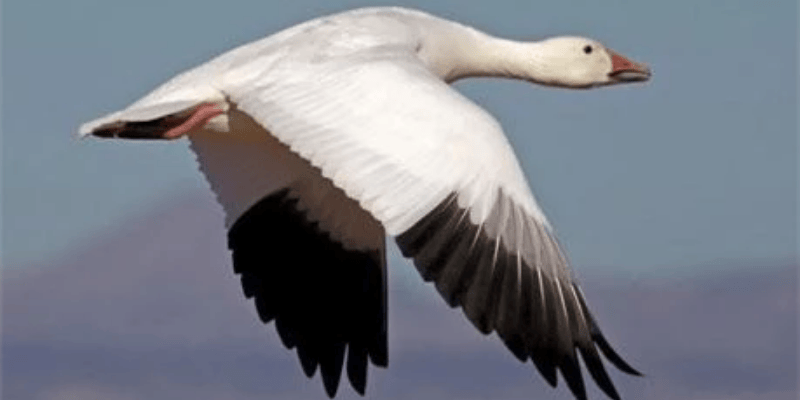 Lời khuyên cho người mới chiêm bao thấy ngỗng