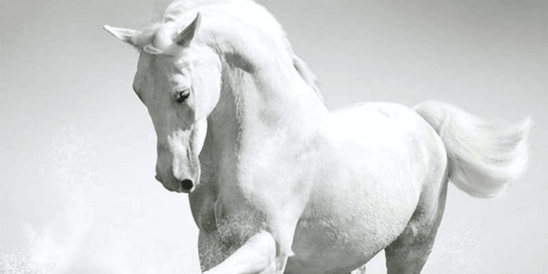 So sánh chi tiết với giấc mơ về những con vật sức mạnh khác