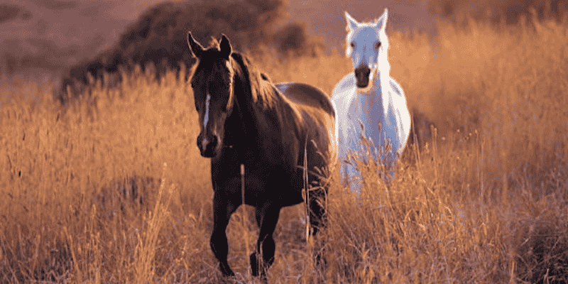 Khám phá giấc mơ qua góc nhìn tâm lý học