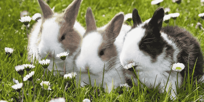 Những con số tài lộc tương ứng để thử vận may