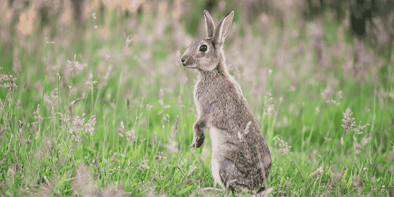Góc nhìn tâm lý học về hình ảnh thỏ trong mơ