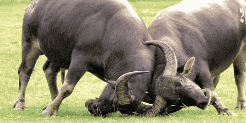 Giải mã ý nghĩa giấc mơ và điềm báo tương ứng