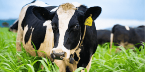 Luận Giải Giấc Mơ Thấy Bò Sữa: Báo Hiệu Tài Lộc Hay Tai Họa & Con Số Vàng?