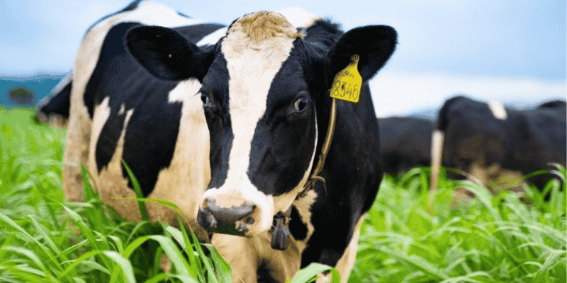 Luận Giải Giấc Mơ Thấy Bò Sữa: Báo Hiệu Tài Lộc Hay Tai Họa & Con Số Vàng?