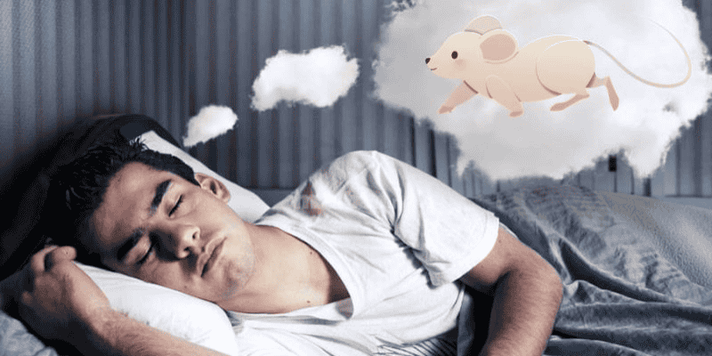 Luận Giải Giấc Mơ Thấy Chuột: Điềm Báo Tốt Xấu & Con Số May Mắn