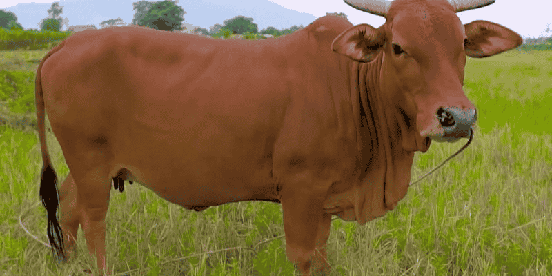 Luận Giải Giấc Mơ Thấy Bò: Điềm Báo Tương Lai & Ý Nghĩa 15+ Chiêm Bao Thường Gặp