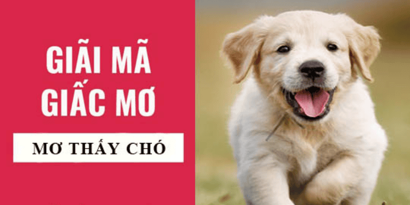 Nằm Mơ Thấy Chó: Luận Giải Điềm Báo Hung Cát & 99+ Con Số Tài Lộc