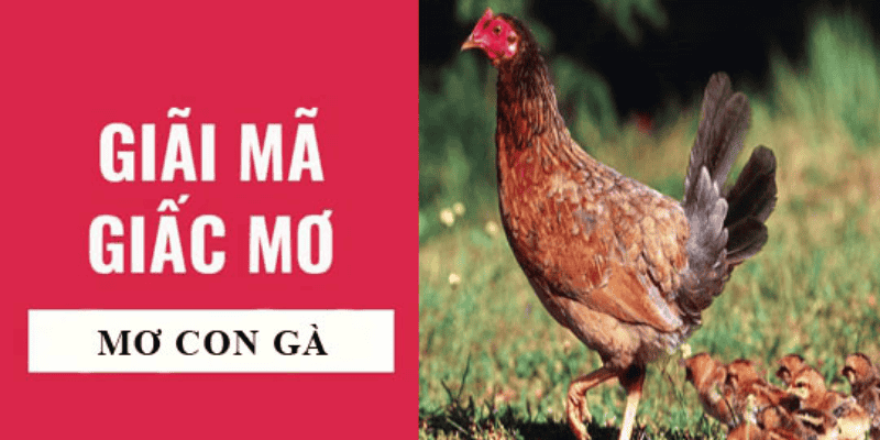 Luận Giải Toàn Tập Giấc Mơ Thấy Gà: Điềm Báo Tốt Xấu Và Con Số Phát Tài