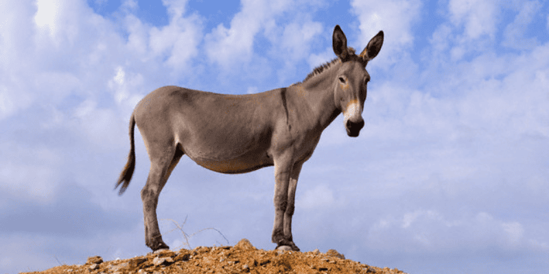 Luận Giải Giấc Mơ Thấy Lừa: Điềm Báo Hung Cát và Con Số May Mắn Ẩn Giấu